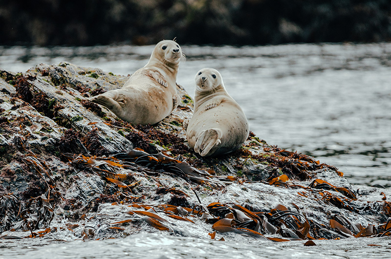 Wildlife at The Sound